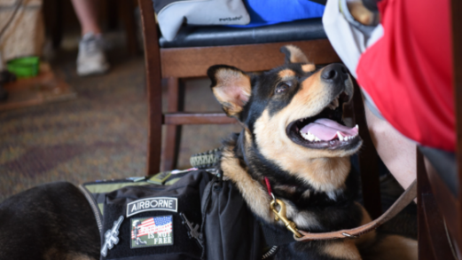 Service Dog Connection Service Dog