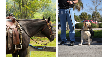 Equine Therapy in Comparison With Service Dogs Equine Therapy vs Service Dogs
