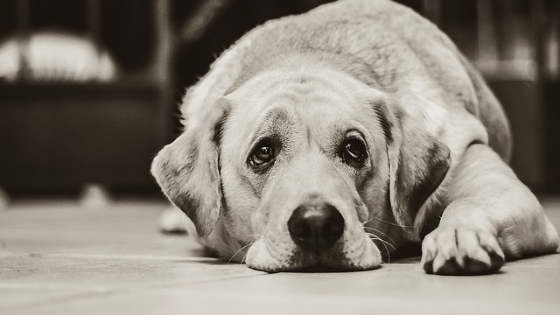 Service Dog Abuse Service Dog Abuse